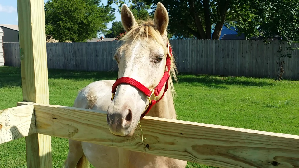 Winston - 2-year-old gelding ready to start under saddle