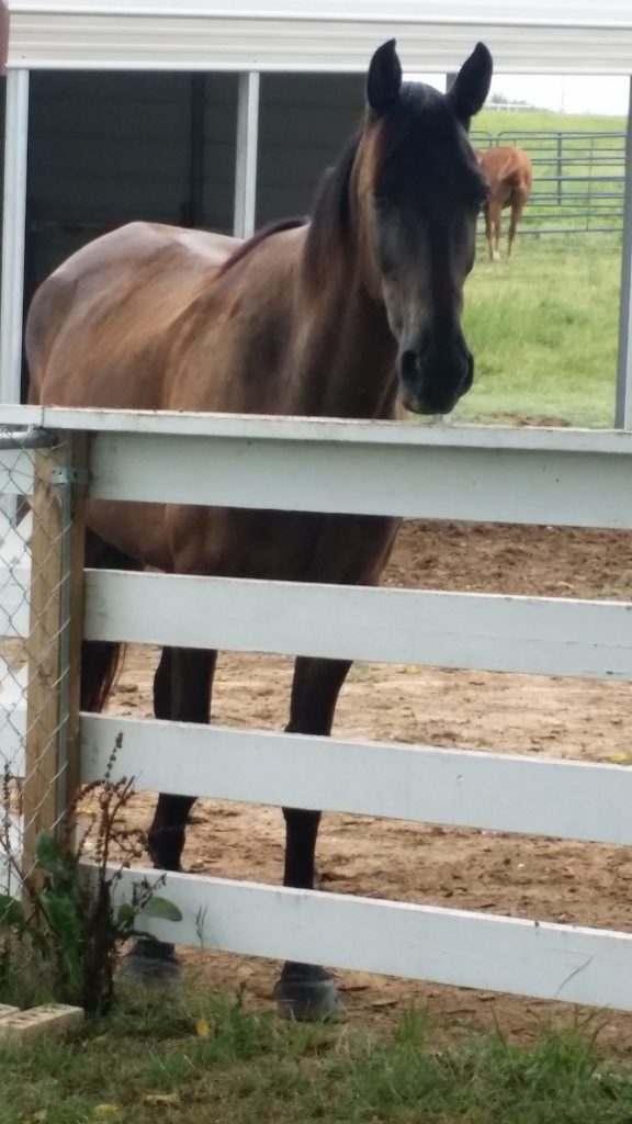 Swingin' D Horse Rescue - Elvis