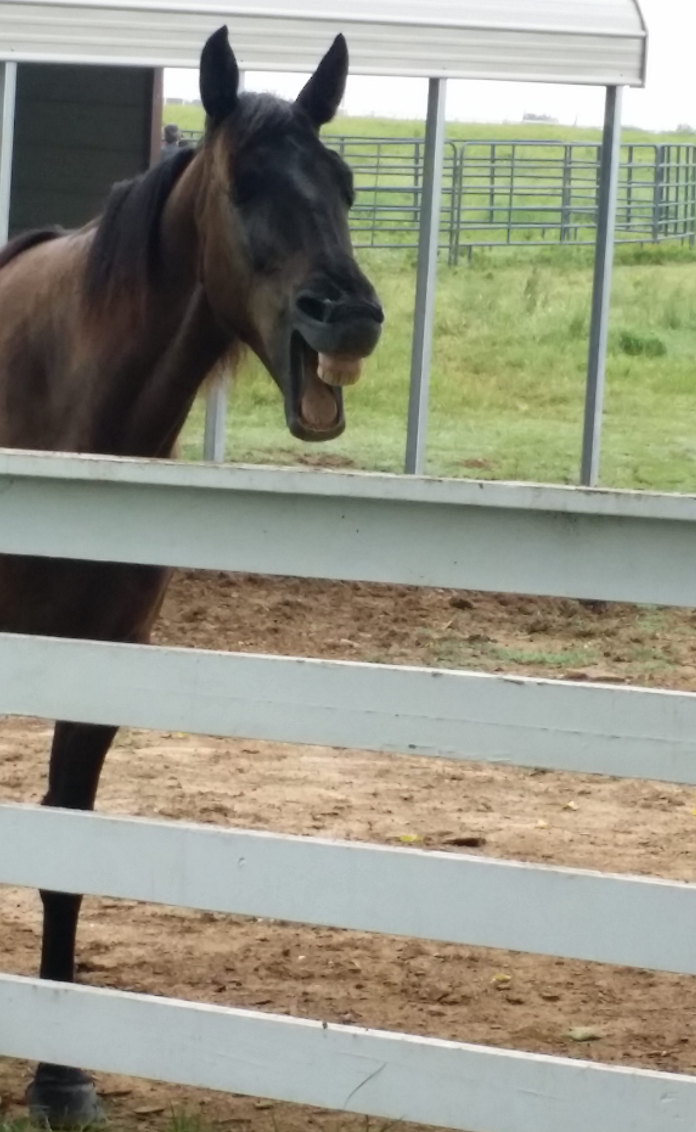 Horse Adoption Success - Elvis