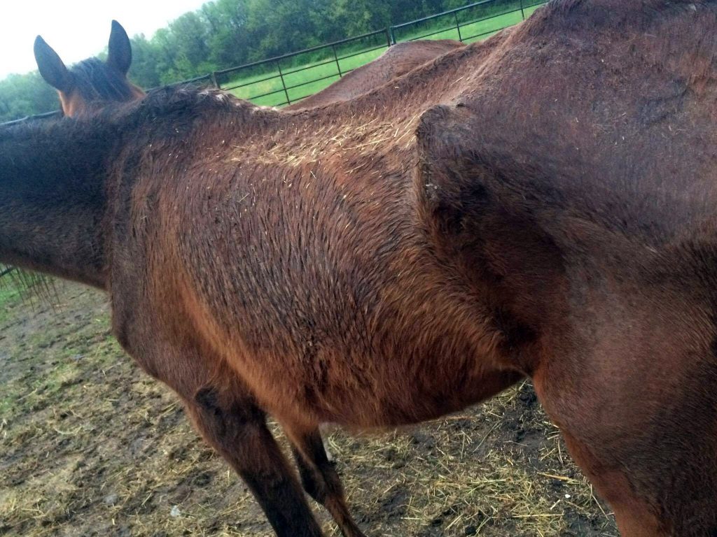 Image of starved Arab mare