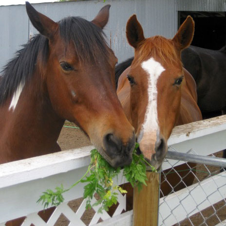 Go to Ranch Rules