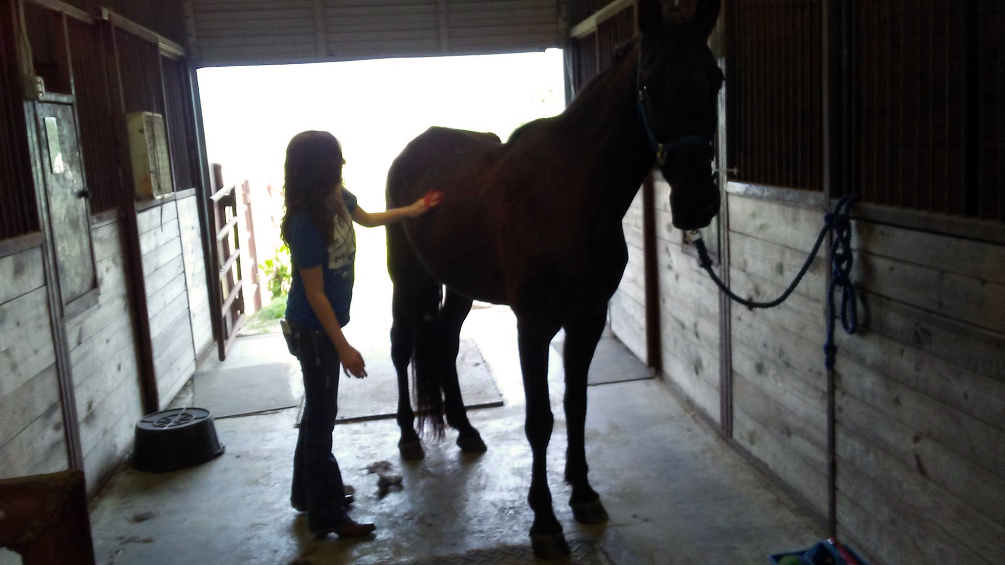 volunteer grooming horse