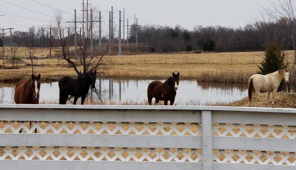 Horses on the pond at Swingin' D Horse Rescue