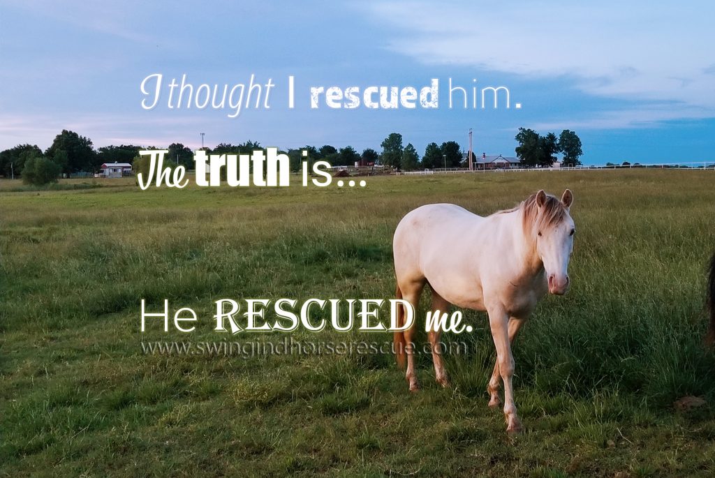 Winston at Swingin' D Horse Rescue