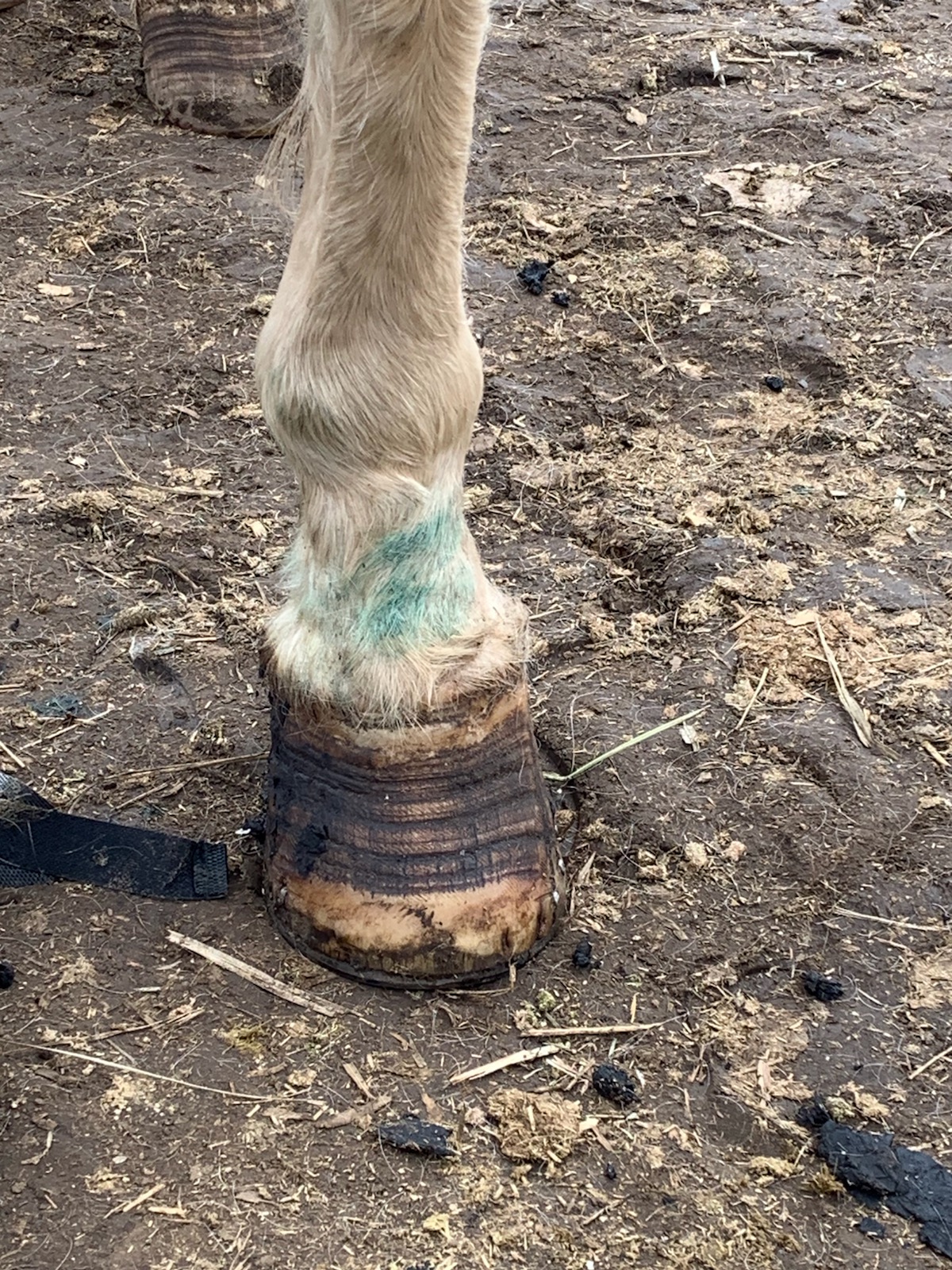 Reversing Laminitis Damage with Wood Clogs Swingin D Horse Rescue