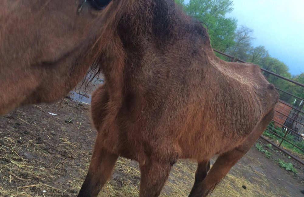 This horse was with a group of horses nearly starved to death at an Arkansas quarantine.